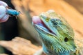 Frilled lizard Royalty Free Stock Photo