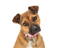 Pet German Shepherd Pit bull mixed dog head tilt isolated Royalty Free Stock Photo