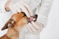 Pet getting teeth examined by veterinarian