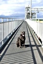 Pet on gil hodges memorial bridge of new york usa Royalty Free Stock Photo