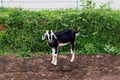 Pet goat with black and white fur standing on dirt with green bushes in background at Bodh Gaya, Bihar, India Royalty Free Stock Photo