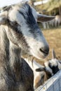 Pet goat on the farm yard. Country pets.