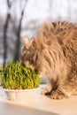 Pet grass, Cat grass. Cat is eating a cat grass.