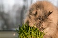 Pet grass, Cat grass. Cat is eating a cat grass.