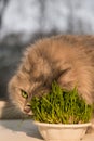 Pet grass, Cat grass. Cat is eating a cat grass.