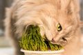 Pet grass, Cat grass. Cat is eating a cat grass.