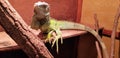 Pet green iguana in a wooden terrarium