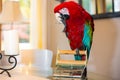 Pet green-winged macaw parrot getting her weight checked Royalty Free Stock Photo