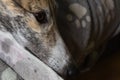 Pet greyhound dog looks right into plenty of dark unfocused copy space