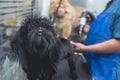 A pet groomer blow dries a black shih tzu dog after a bath. Pampered pet grooming at a salon and spa