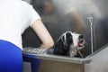 Pet groomer giving a bath to a dog in stainless steel bathtub