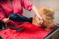 Pet groomer with hair dryer, dog in grooming salon Royalty Free Stock Photo