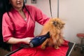 Pet groomer with hair dryer, dog in grooming salon Royalty Free Stock Photo