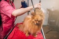 Pet groomer with hair dryer, dog in grooming salon Royalty Free Stock Photo