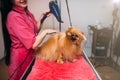 Pet groomer with hair dryer, dog in grooming salon Royalty Free Stock Photo
