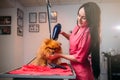 Pet groomer with hair dryer, dog in grooming salon Royalty Free Stock Photo