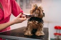 Pet groomer makes grooming dog