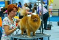 Groomer is cutting a dog hair