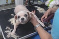 A pet groomer shaves a shih tzu dog bare. Stripped of her fur and essentially naked. At a dog salon or vet clinic