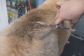 A pet groomer uses a pair of thinning shears to cut the back fur of a chow chow dog. At a pet salon spa or veterinarian clinic Royalty Free Stock Photo