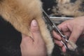 A pet groomer uses a pair of thinning shears to cut the leg fur of a chow chow dog. At a pet salon spa or veterinarian clinic Royalty Free Stock Photo