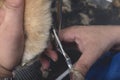 A pet groomer uses a pair of thinning shears to cut the leg fur of a chow chow dog. At a pet salon spa or veterinarian clinic Royalty Free Stock Photo