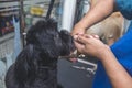 A pet groomer uses a pair of thinning shears to trim the neck fur of a small pure black shih tzu. At a pet salon spa or