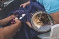 A pet groomer uses a pliers-style nail clipper to cut the claws of a sedated cat wearing an Elizabethan collar. Royalty Free Stock Photo