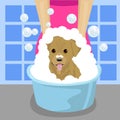 Pet groomer washing dog with soap foam in blue wash-basin in bathroom Royalty Free Stock Photo