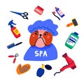 Pet grooming concept. Dog spa. Bulldog shower cap with grooming elements comb, shampoo, hand dryer etc. on white