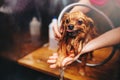 Pet grooming, dog washing in groomer salon