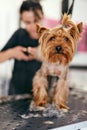 Pet Grooming. Woman Cutting Dog Nails At Animal Spa Salon Royalty Free Stock Photo