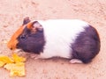 A tricolor guinea pig sit on floor