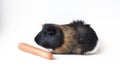 Pet guinea pig with carrot on white background Royalty Free Stock Photo