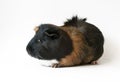 Pet guinea pig on white background Royalty Free Stock Photo