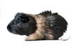 Pet guinea pig on white background Royalty Free Stock Photo