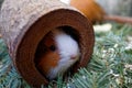 Guinea pig in hollow of log close-up common pocket pet Royalty Free Stock Photo