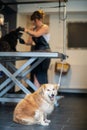 Pet hairdresser woman cutting fur of cute black dog Royalty Free Stock Photo