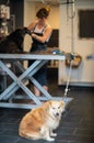 Pet hairdresser woman cutting fur of cute black dog Royalty Free Stock Photo