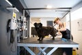 Pet hairdresser woman cutting fur of cute black dog Royalty Free Stock Photo