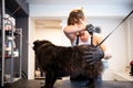 Pet hairdresser woman cutting fur of cute black dog Royalty Free Stock Photo