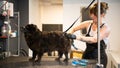 Pet hairdresser woman cutting fur of cute black dog Royalty Free Stock Photo