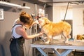 Pet hairdresser woman cutting fur of cute yellow dog Royalty Free Stock Photo