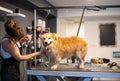 Pet hairdresser woman cutting fur of cute yellow dog Royalty Free Stock Photo