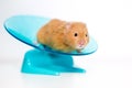 A pet hamster on an exercise wheel