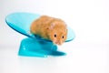 A pet hamster on an exercise wheel