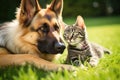 Pet harmony: German shepherd and cat on the lawn