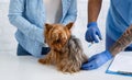 Pet health care. Closeup of vet doctor giving injection to Yorkshire terrier at clinic Royalty Free Stock Photo