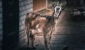 Pet horned goat in the yard Royalty Free Stock Photo