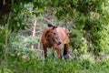 A pet horse among the leaves of a tree turned its head